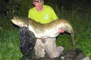 94lb catfish from River Severn 300.jpg